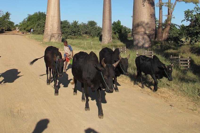 Zebu in Morondava