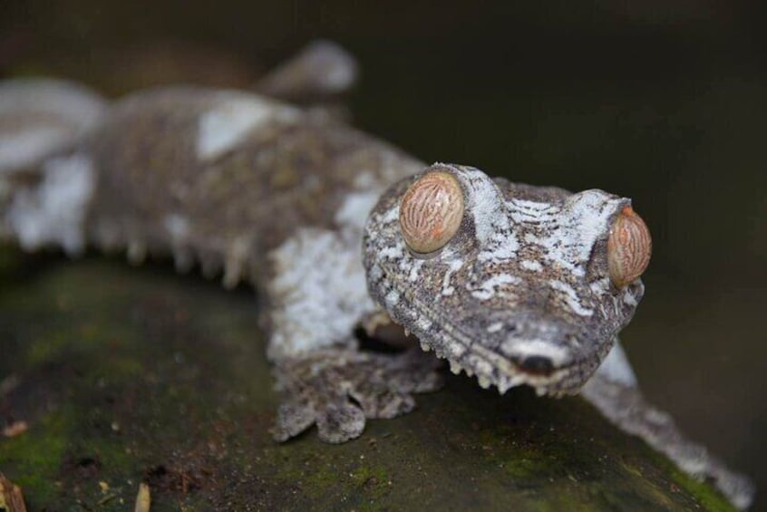 Flat-tail gecko