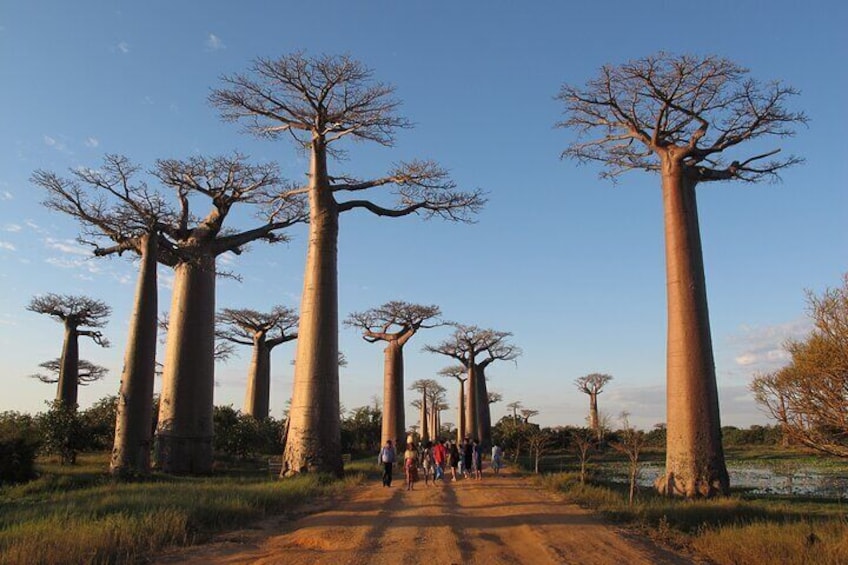 Avenue of the Baobabs 
