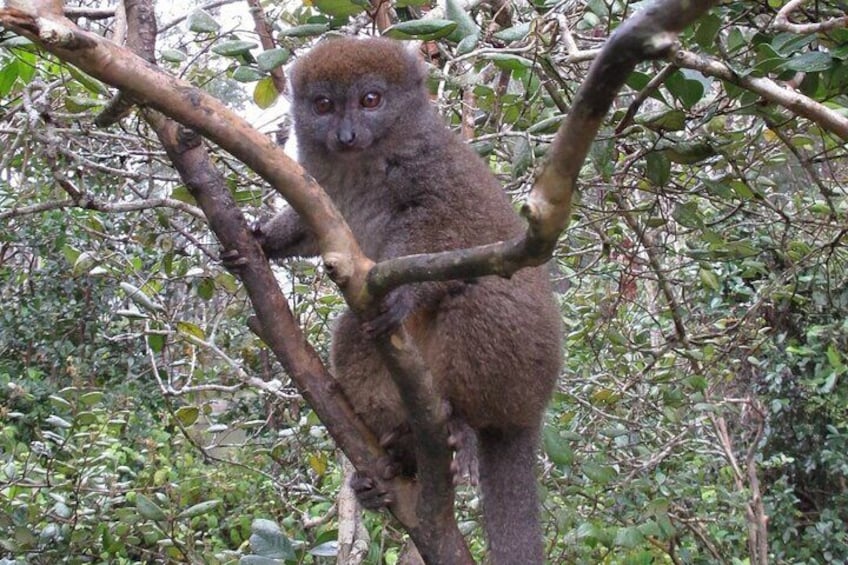 Bamboo lemur