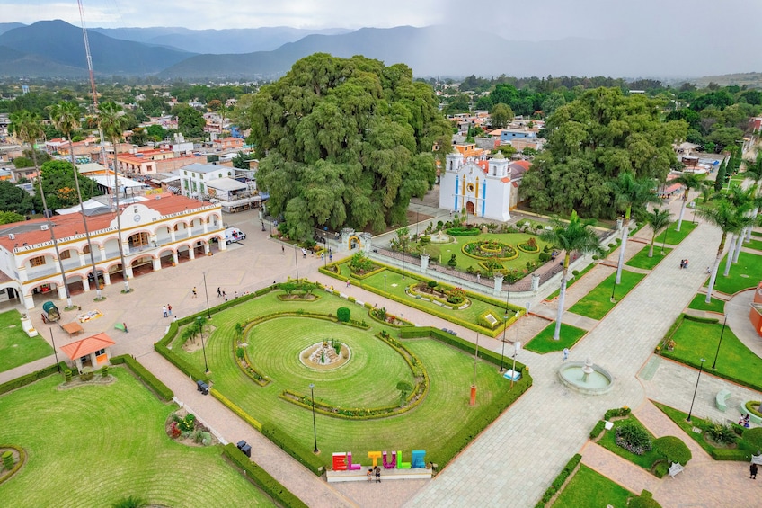 The Tule Tree by Bicycle from Oaxaca