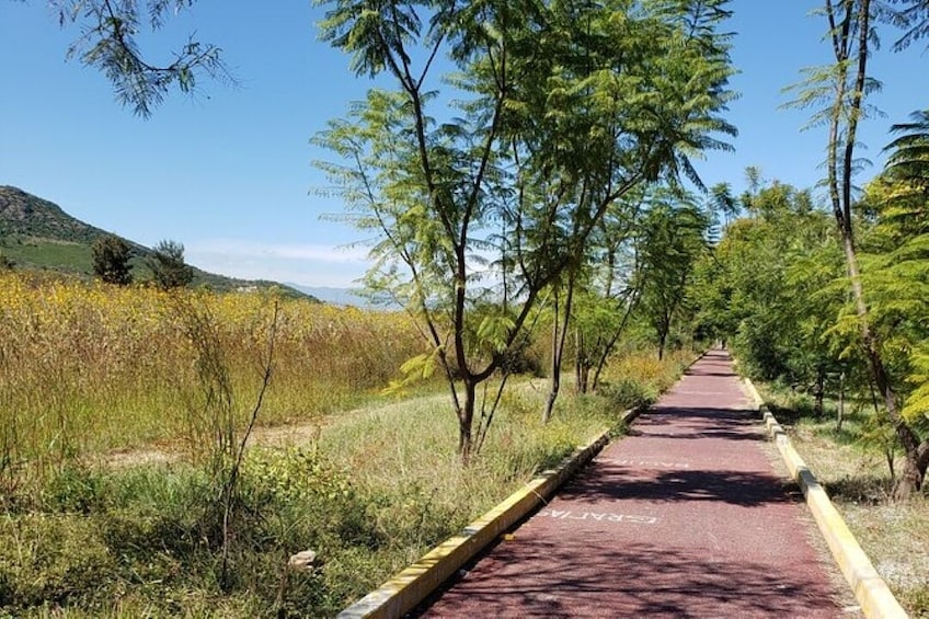 The Tule Tree by Bicycle from Oaxaca