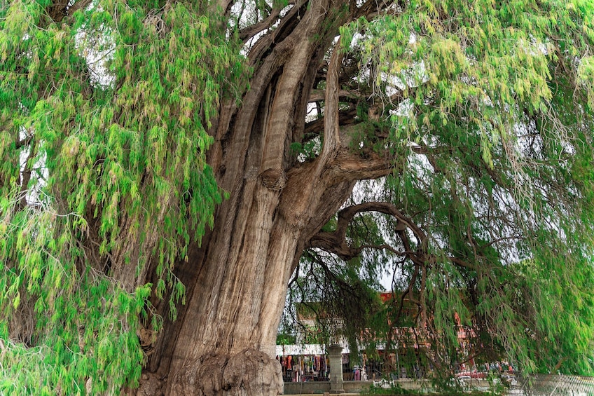 The Tule Tree by Bicycle from Oaxaca