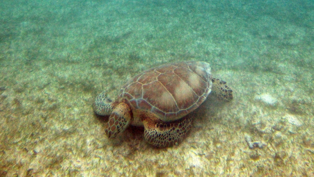 Sea turtle on sea floor