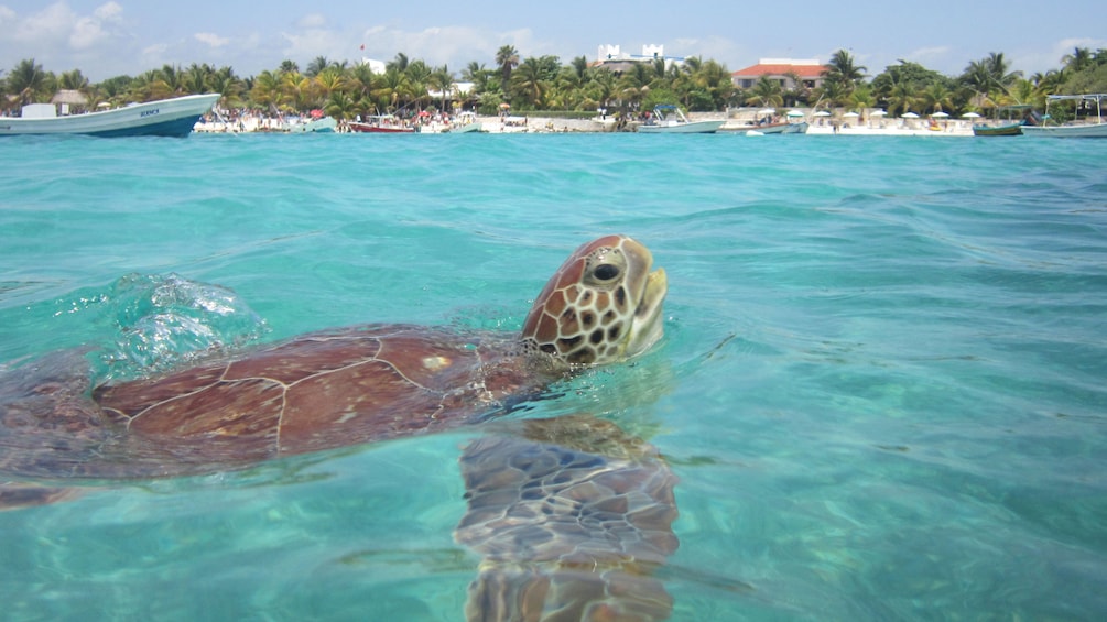 Sea turtle breaching