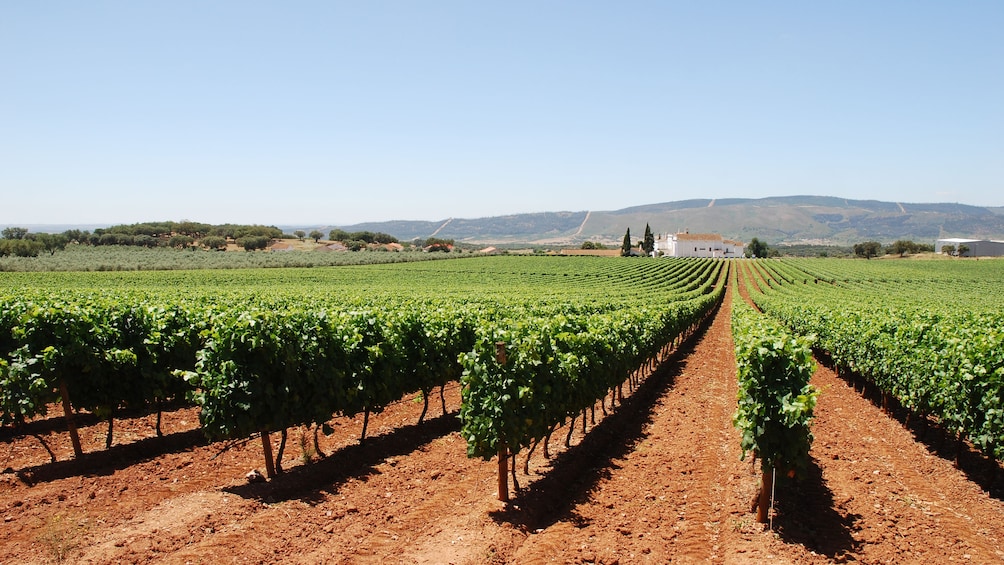 Vineyard in Portugal