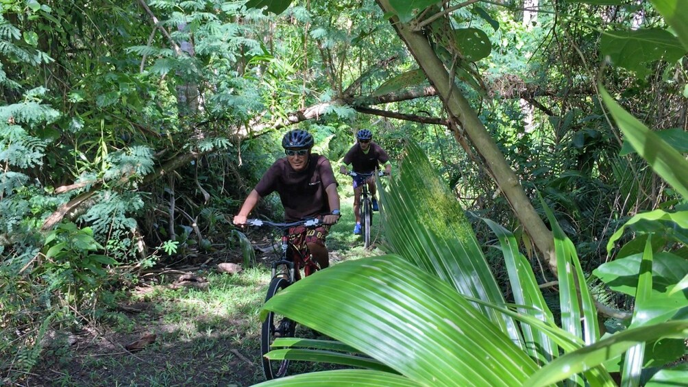 Show item 2 of 4. bicycling through the forest