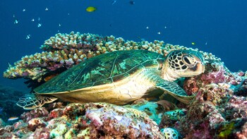 Full-Day Certified Dive at Ningaloo Reef with Lunch
