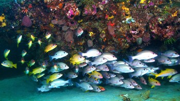 Full-Day Muiron Islands Diving & Snorkelling Tour