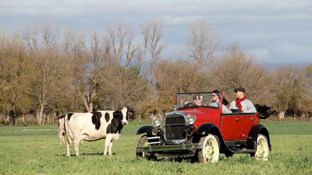 Show item 1 of 5. Group riding next to a cow on the Calchaquies Valleys Antique Tour in Argentina