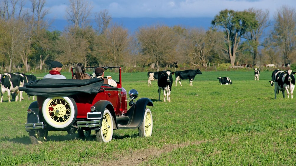 Show item 5 of 5. antique car parked near grazing cows in Argentina