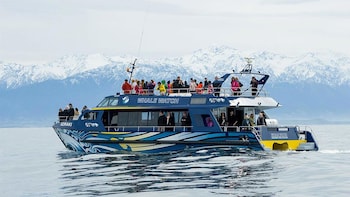Kaikoura Whale-Watching Tour