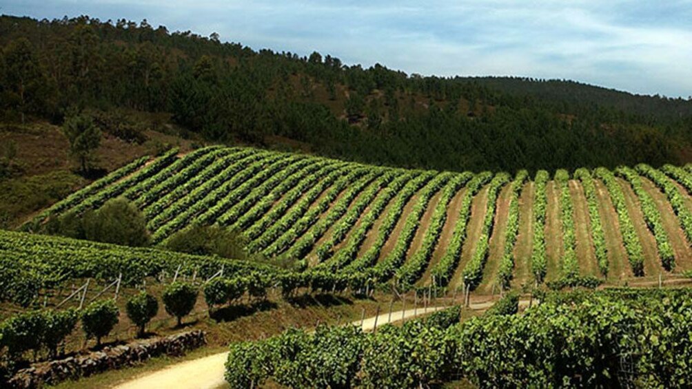 Foto 4 von 4 laden A vineyard in Spain