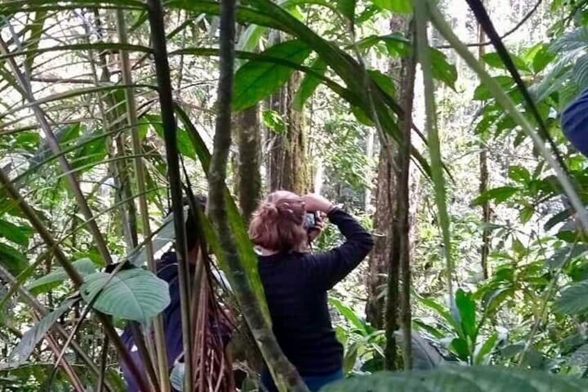 Looking for the Howler Monkey in Beards - Bremen