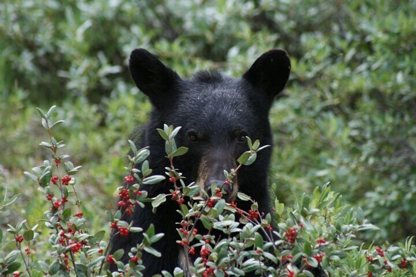 Opportunity to see wildlife like bears, moose, deer, birds, smaller ground animals, and wildflowers!
