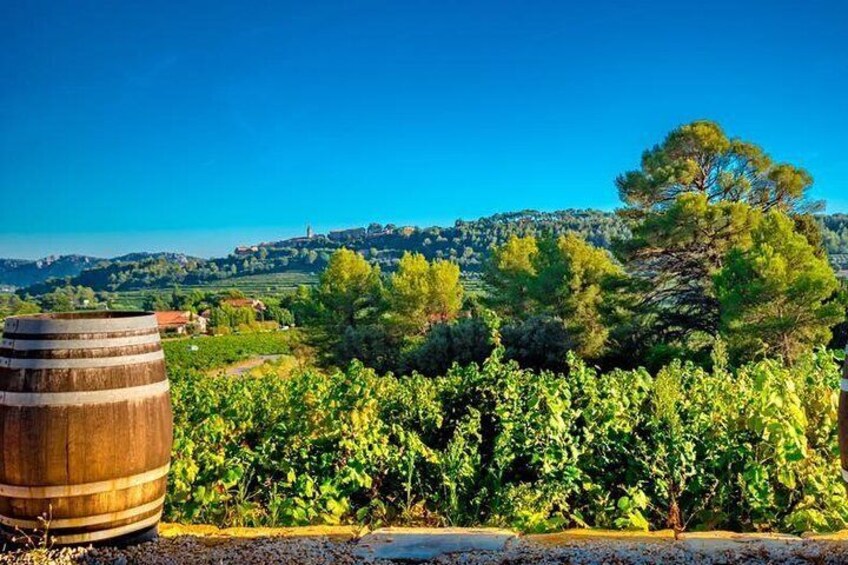 Visit Cave & Wine Tasting Bandol