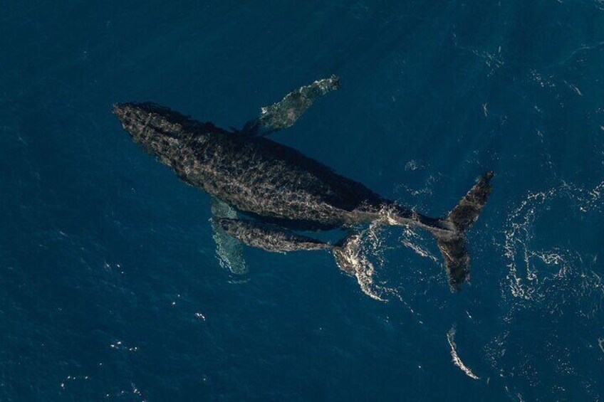 Witness Whale Migration (during whale season only) 