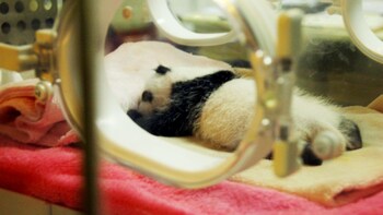 Group Day Tour with Giant Pandas,Jinli Street,Wangjiang Park