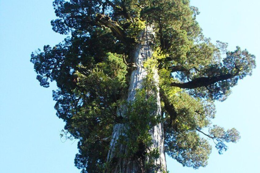 Trekking Alerce Andino National Park