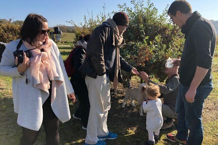 Truffle farm visit and cavage with a dog in all seasons