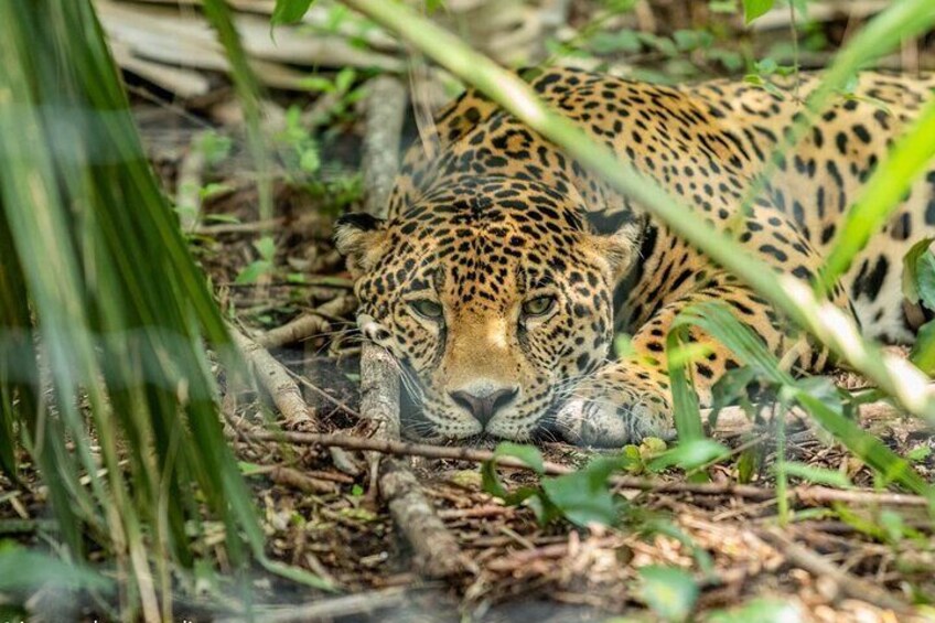 Selva Teenek santuario de felinos