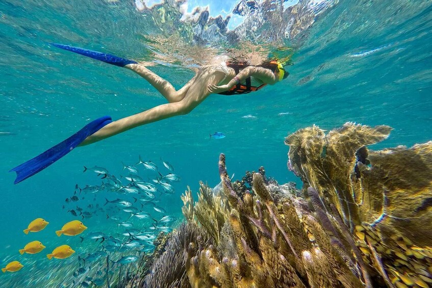 Puerto Morelos Reef Snorkeling Tour with Lunch
