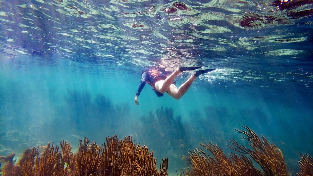 Puerto Morelos Reef Snorkeling Tour with Lobster Lunch