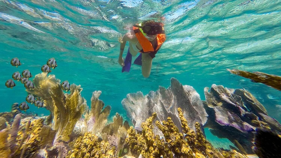 Puerto Morelos Reef Snorkeling Tour with Lunch