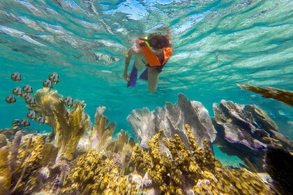 Puerto Morelos Reef Snorkeling Tour with Lunch - Puerto 