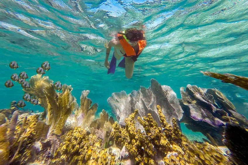 Puerto Morelos Reef Snorkeling Tour with Lunch