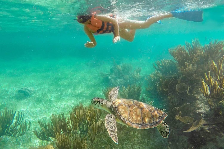Puerto Morelos Reef Snorkeling Tour with Lunch