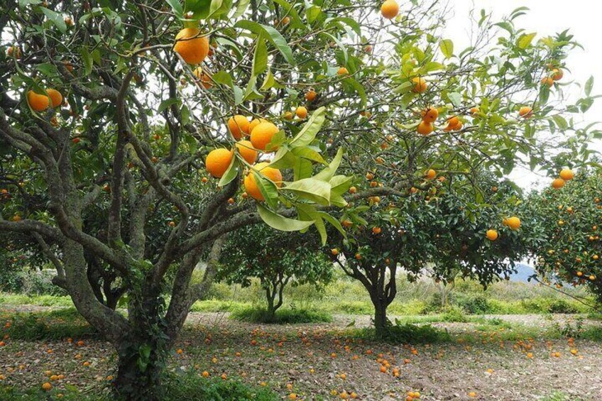 Taroudant half day excursion from Agadir