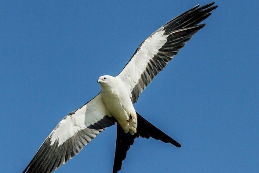 Kite Hawk Hunting