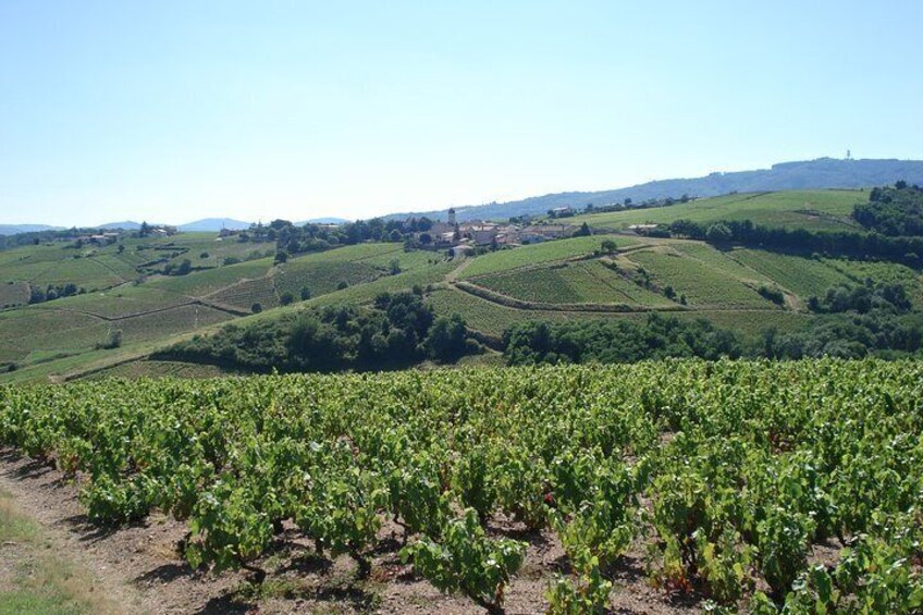 Walk in the vineyards