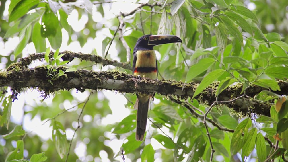 large beaked bird on a tree in Costa Rica