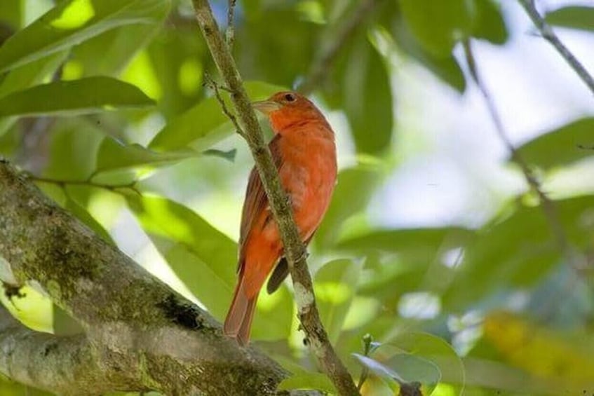 Bird-Watching Tour at Rainforest Adventures Park