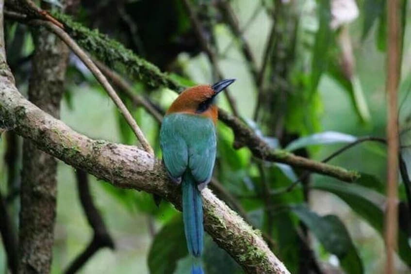 Bird-Watching Tour at Rainforest Adventures Park