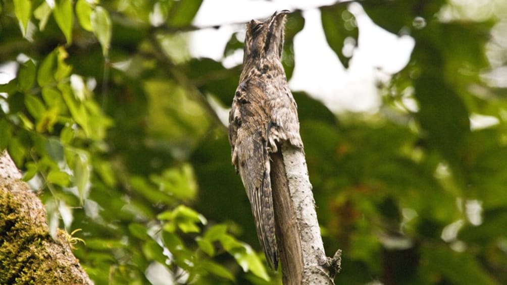 camouflaged bird in Costa Rica