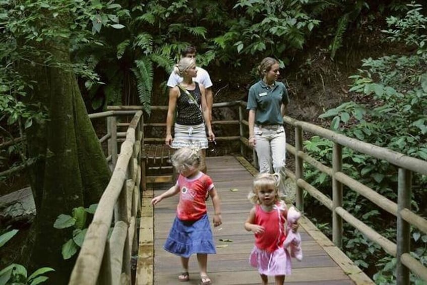 Rainforest Hiking Adventure
