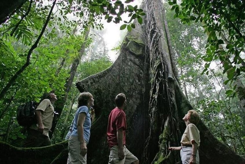 Rainforest Hiking Adventure