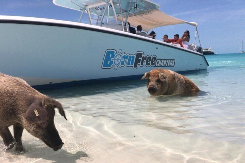 These pigs have been here for years so you will find many generations and sizes of swimming pigs. 