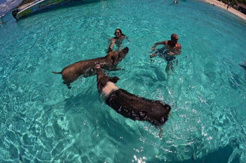 These pigs not only swim but they are pretty amazing at it!