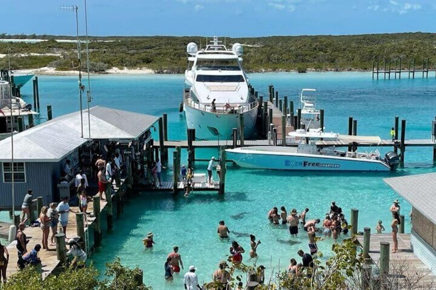 Compass Cay is buzzing with excitement to swim with the nurse sharks!