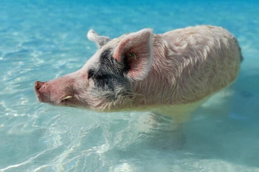 Of course the main event is swimming with and feeding these guys in the crystal clear waters at Big Major's Cay.