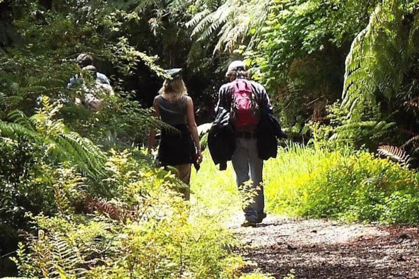 Walk in Alerce Andino National Park