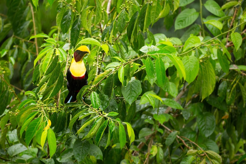 Costa Rica Rainforest Guided Tram Tour