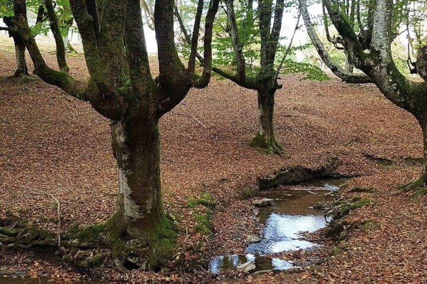 Otzarreta Beech