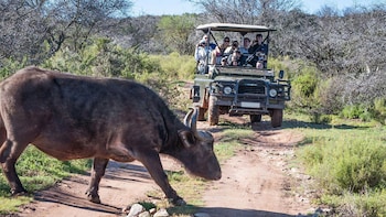 2-Day South African Wildlife Tour & Game Drive Safari