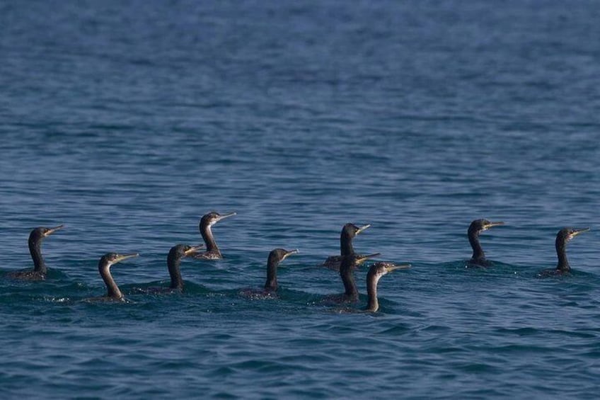 Divers, cormorants, Plavnik island
