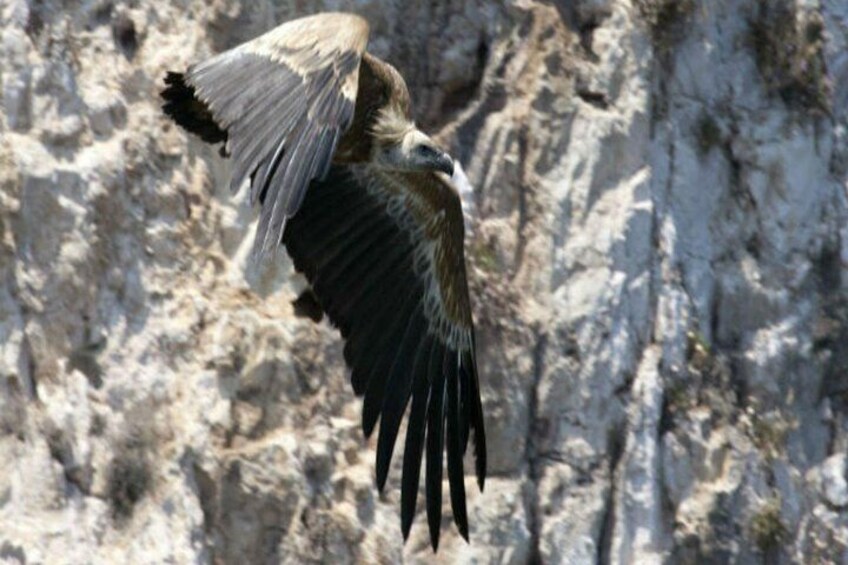 Griffon vulture, Plavnik